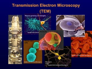 Comprehensive Overview of Transmission Electron Microscopy: Principles ...