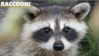 RACCOON!
Image:http://www.animaldanger.com/images/cutest%20raccoon.jpgcc
 