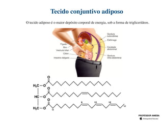 O tecido adiposo é o maior depósito corporal de energia, sob a forma de triglicerídeos.
Tecido conjuntivo adiposo
PROFESSOR AMEBA
 