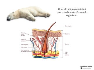 O tecido adiposo contribui
para o isolamento térmico do
organismo.
PROFESSOR AMEBA
 
