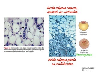 tecido adiposo comum,
amarelo ou unilocular
tecido adiposo pardo,
ou multilocular
Termorregulação
PROFESSOR AMEBA
 