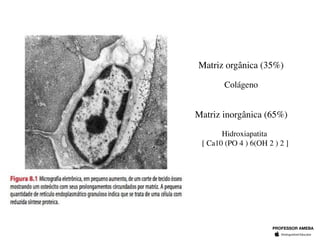 Matriz orgânica (35%)
Colágeno
Hidroxiapatita
[ Ca10 (PO 4 ) 6(OH 2 ) 2 ]
Matriz inorgânica (65%)
PROFESSOR AMEBA
 