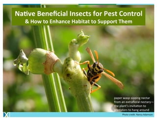 Photo	credit:	Nancy	Adamson	
Na#ve	Beneﬁcial	Insects	for	Pest	Control	
&	How	to	Enhance	Habitat	to	Support	Them	
paper	wasp	sipping	nectar	
from	an	extraﬂoral	nectary—
the	plant’s	invita=on	to	
predators	to	hang	around	
 