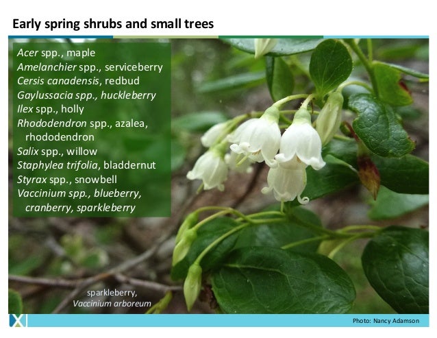 Western Serviceberry Saskatoon Serviceberry Amelanchier Alnifolia