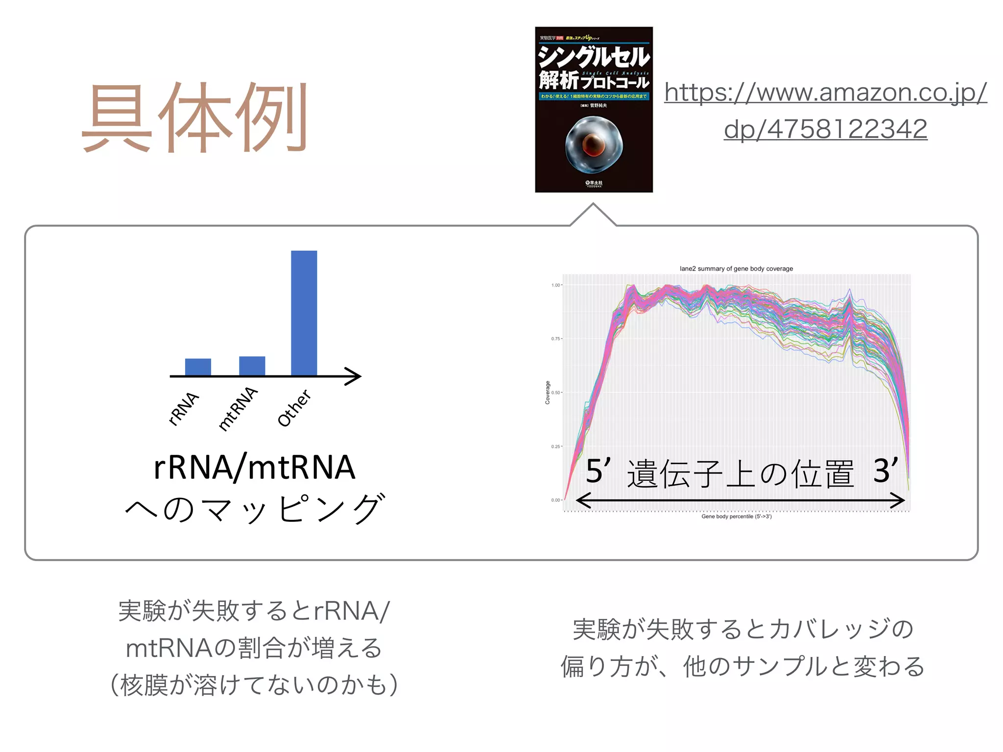 rRNA/mtRNA 3’5’
 
 