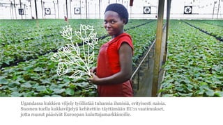 Ugandassa kukkien viljely ty?llist?? tuhansia ihmisi?, erityisesti naisia.
Suomen tuella kukkaviljely? kehitettiin t?ytt?m??n EU:n vaatimukset,
jotta ruusut p??siv?t Euroopan kuluttajamarkkinoille.
 
