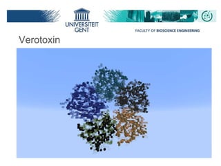 Verotoxin
 