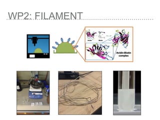 WP2: FILAMENT
 