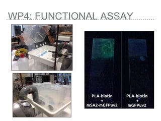 WP4: FUNCTIONAL ASSAY
 