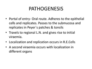 PATHOGENESIS
• Portal of entry- Oral route. Adheres to the epithelial
cells and replicates. Passes to the submucosa and
replicates in Peyer`s patches & tonsils
• Travels to regional L.N. and gives rise to initial
viraemia.
• Localization and replication occurs in R.E.Cells
• A second viraemia occurs with localization in
different organs
 