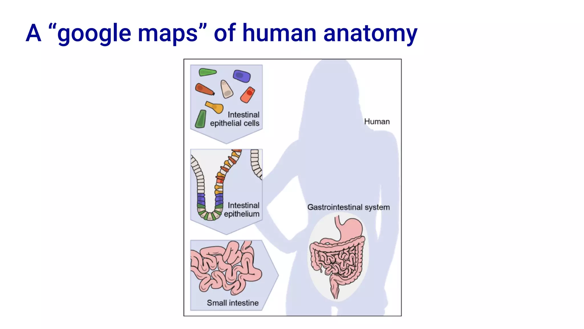 A “google maps” of human anatomy
 