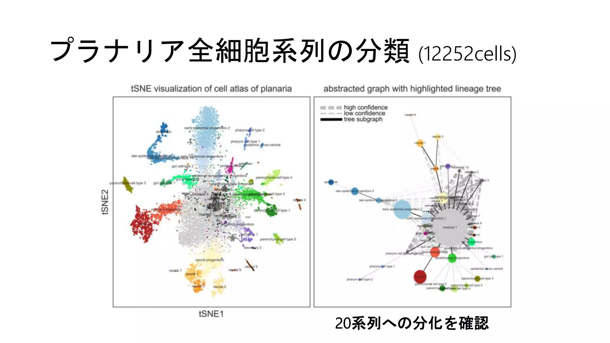 プラナリア全細胞系列の分類 (12252cells)
20系列への分化を確認
 