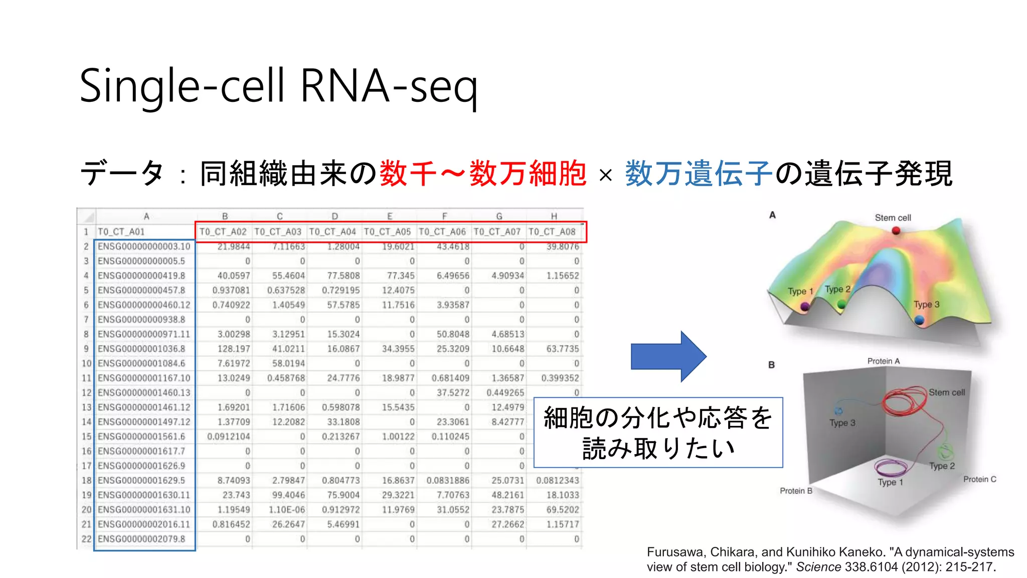 Single-cell RNA-seq
データ：同組織由来の数千〜数万細胞 × 数万遺伝子の遺伝子発現
Furusawa, Chikara, and Kunihiko Kaneko. "A dynamical-systems
view of stem cell biology." Science 338.6104 (2012): 215-217.
細胞の分化や応答を
読み取りたい
 