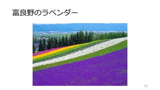 富良野のラベンダー
51
 