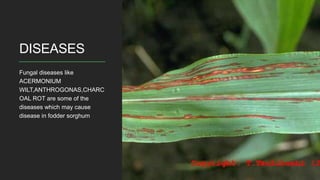 PRODUCTION TECHNOLOGY OF FODDER SORGHUM | PPTX