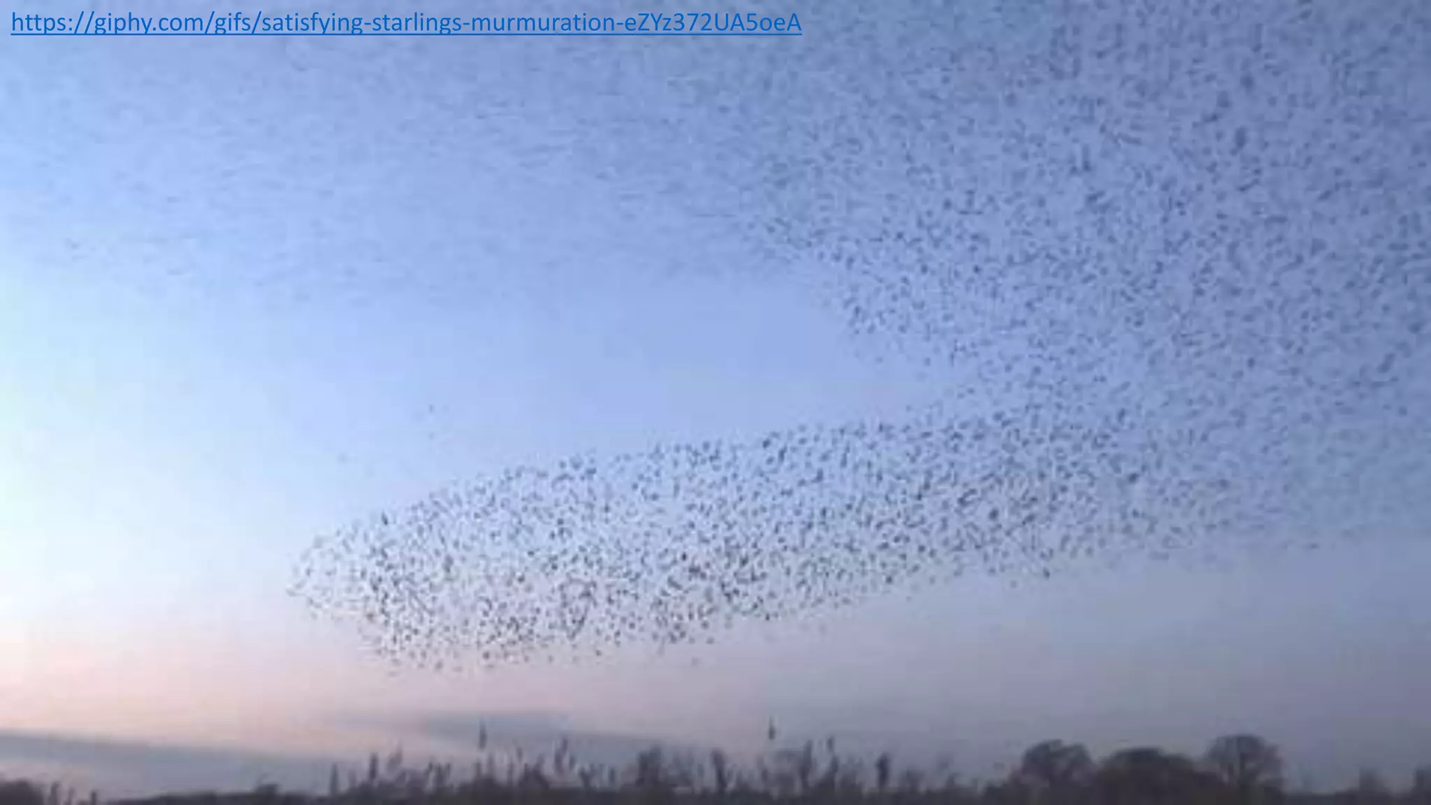 https://giphy.com/gifs/satisfying-starlings-murmuration-eZYz372UA5oeA
 