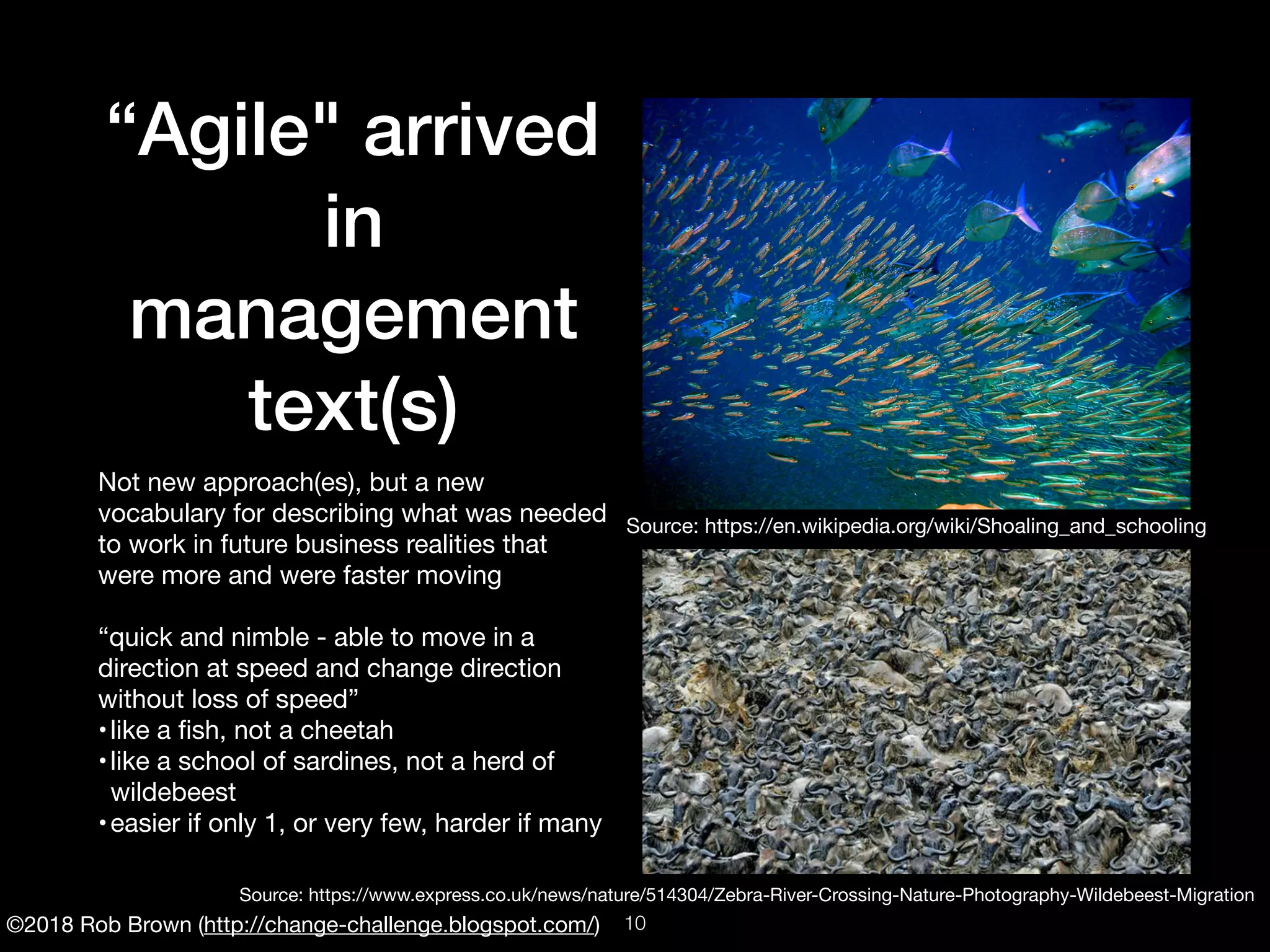 ©2018 Rob Brown (http://change-challenge.blogspot.com/)
“Agile" arrived
in
management
text(s)
Not new approach(es), but a new
vocabulary for describing what was needed
to work in future business realities that
were more and were faster moving

“quick and nimble - able to move in a
direction at speed and change direction
without loss of speed”

•like a ﬁsh, not a cheetah

•like a school of sardines, not a herd of
wildebeest

•easier if only 1, or very few, harder if many
Source: https://en.wikipedia.org/wiki/Shoaling_and_schooling
Source: https://www.express.co.uk/news/nature/514304/Zebra-River-Crossing-Nature-Photography-Wildebeest-Migration
!10
 