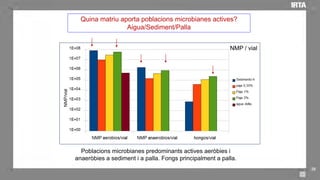 29
NMP / vial
Quina matriu aporta poblacions microbianes actives?
Aigua/Sediment/Palla
Poblacions microbianes predominants...