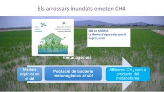 Els arrossars inundats emeten CH4
3
SÒL en ANÒXIA:
La làmina d’aigua evita que hi
hagi O2 al sòl
Matèria
orgànica en
el sò...