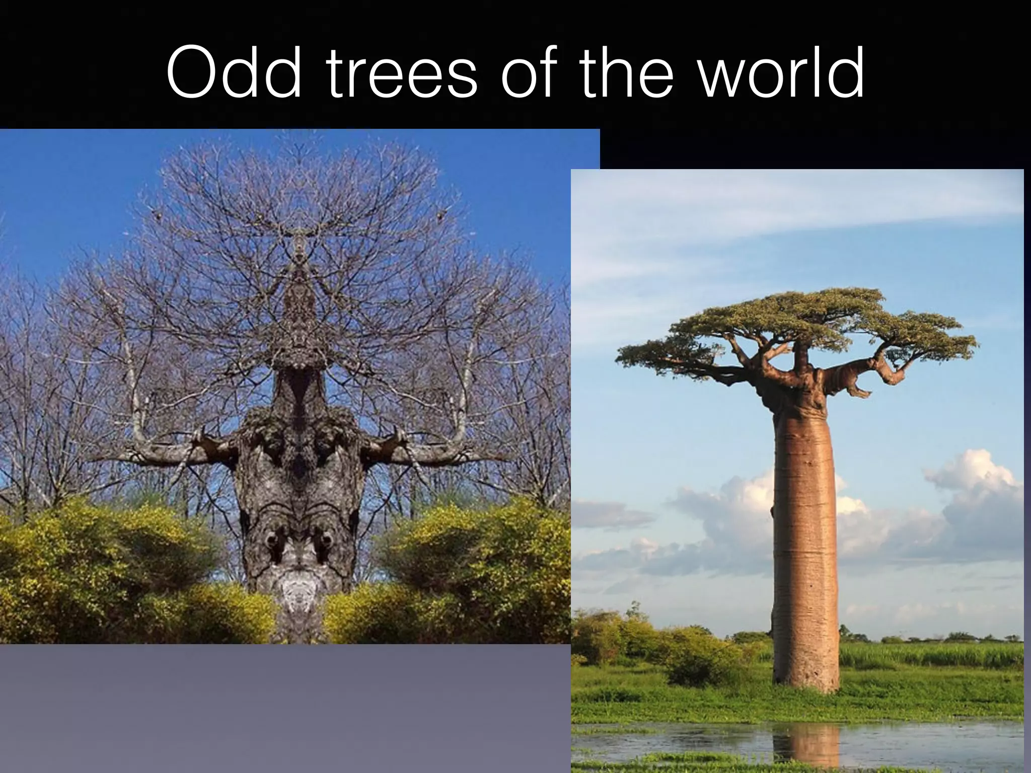 Odd trees of the world
 