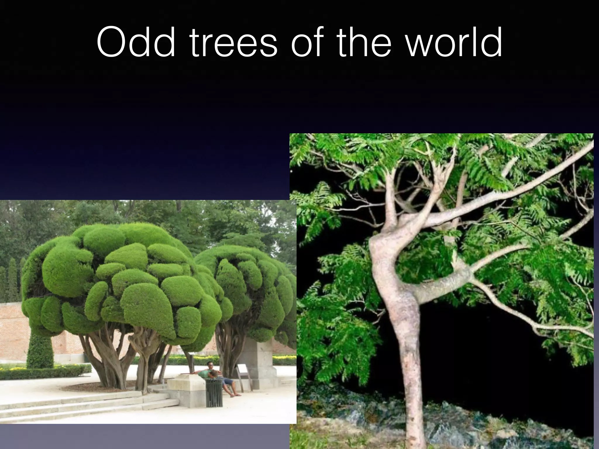 Odd trees of the world
 