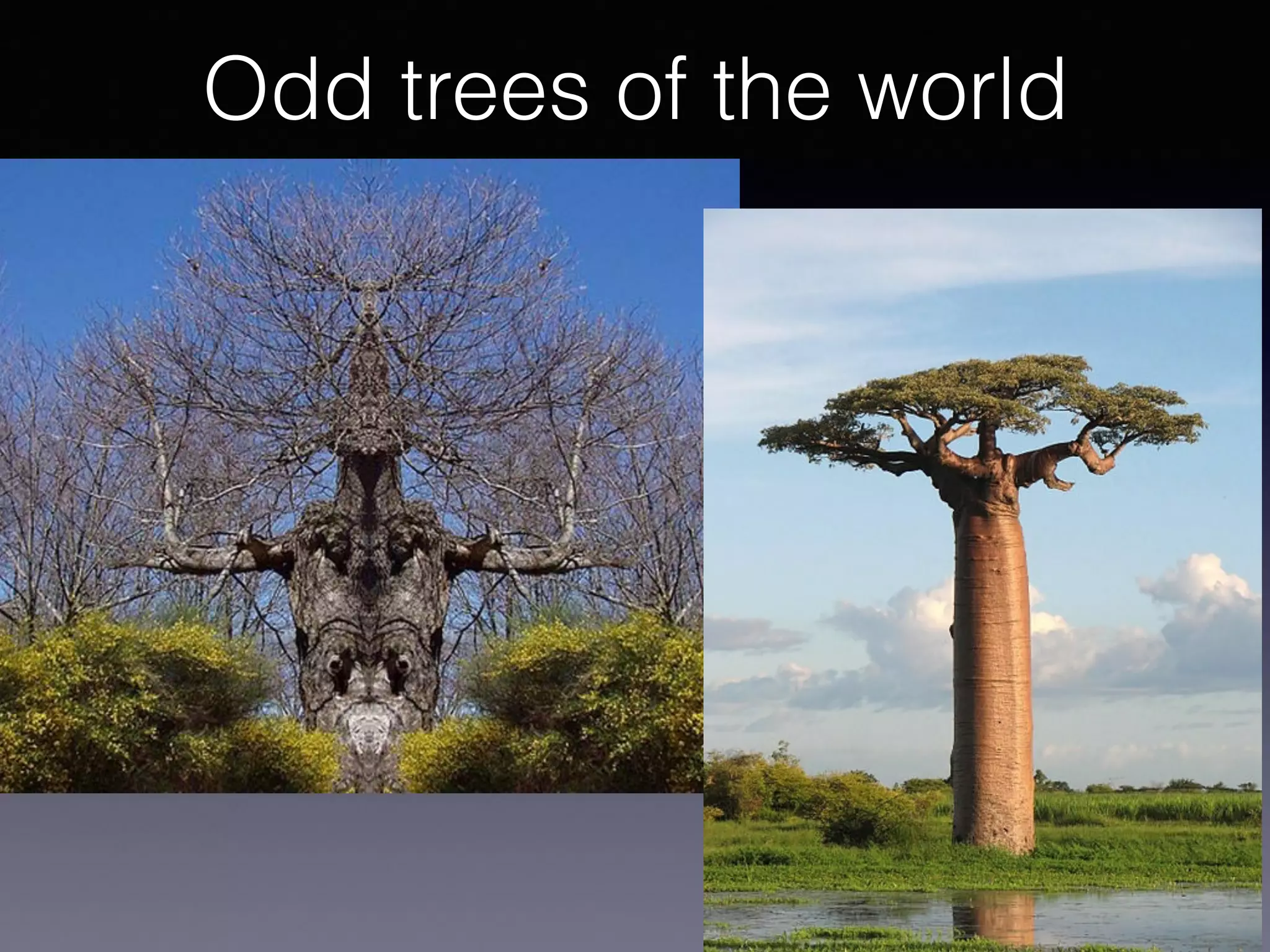 Odd trees of the world
 