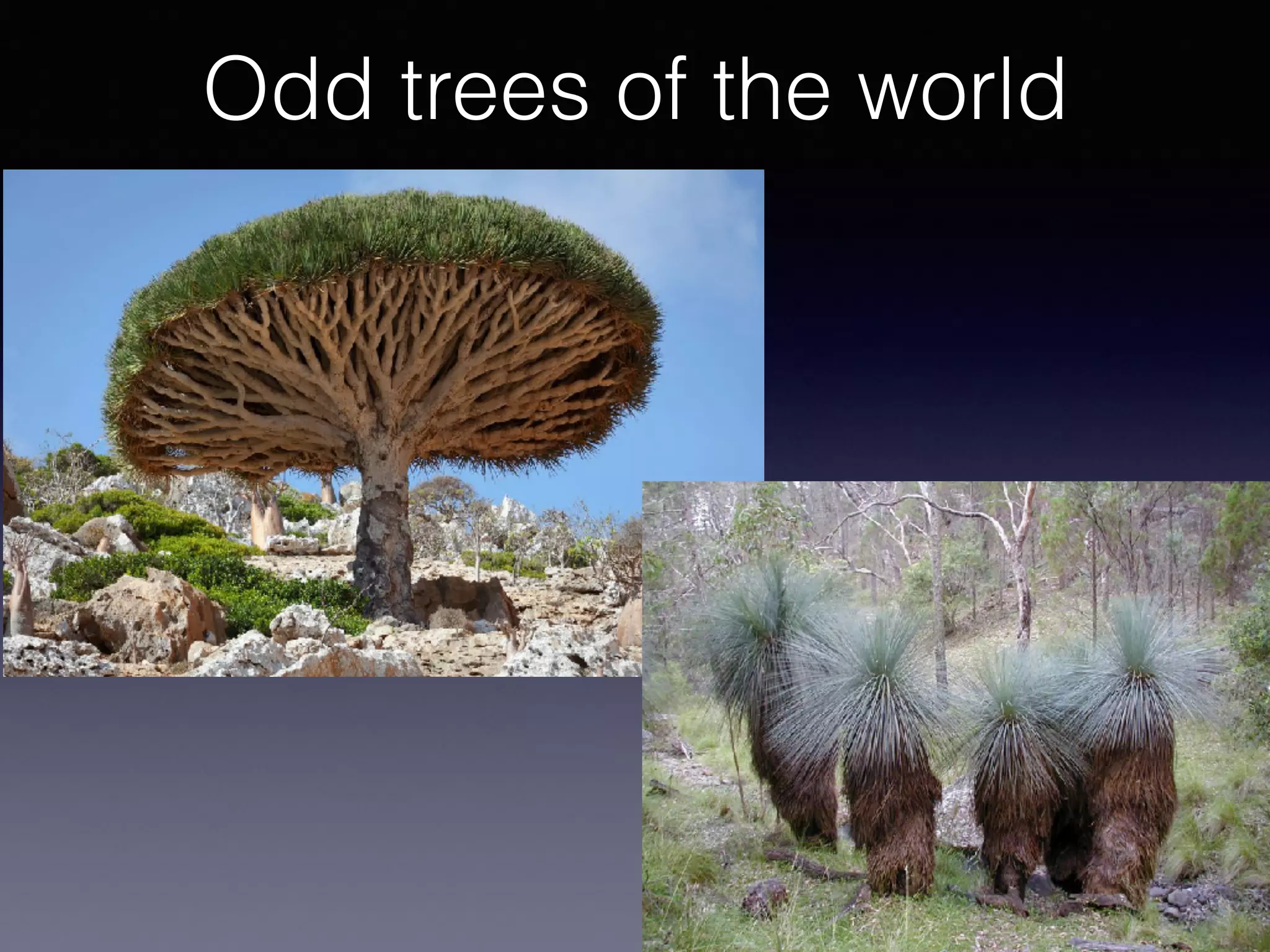 Odd trees of the world
 