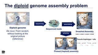The diploid genome assembly problem
Diploid genome
Smashed Assembly
Phased (haploid) assembly
phasing
?
De novo: From scra...