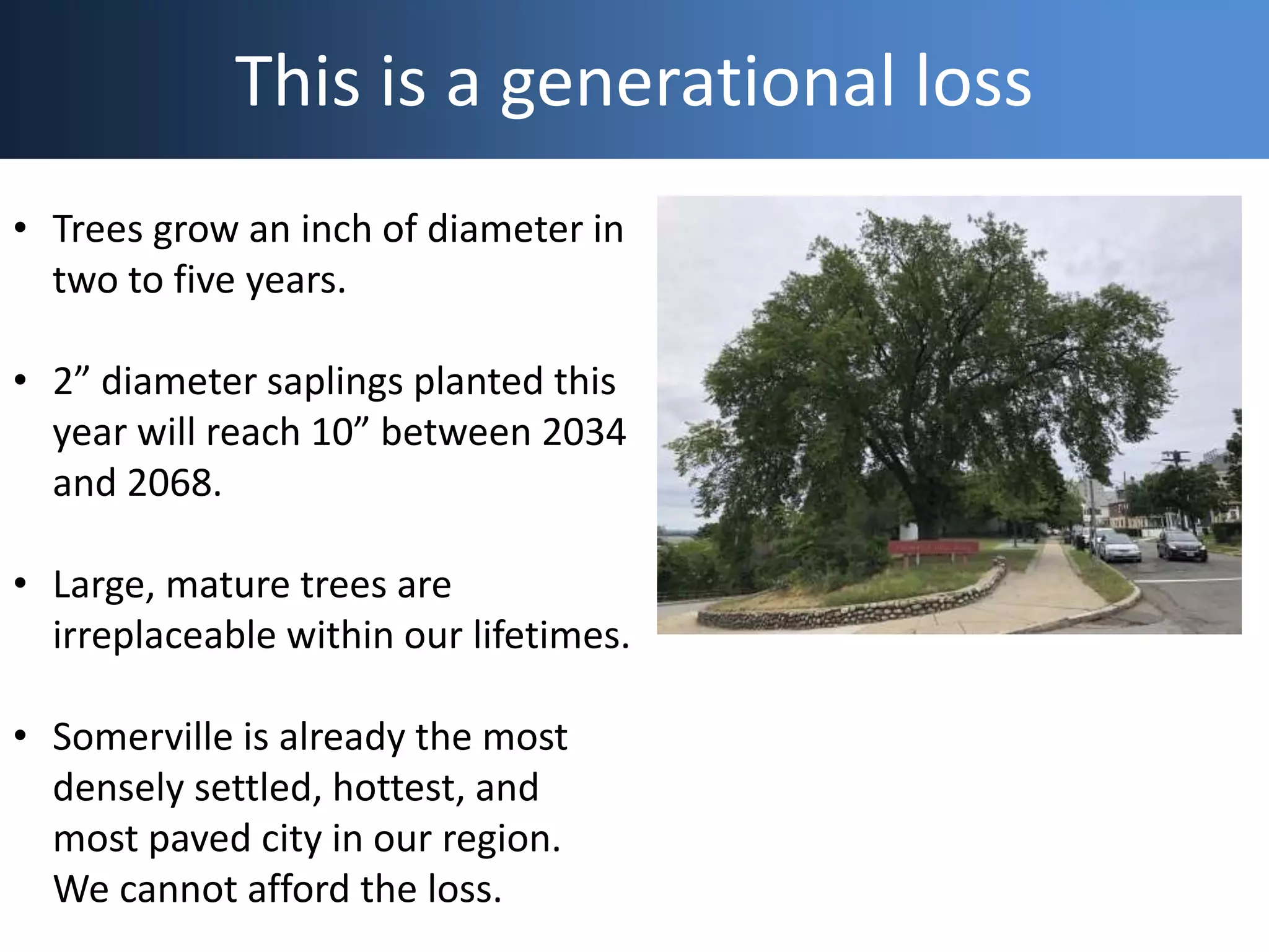 This is a generational loss
• Trees grow an inch of diameter in
two to five years.
• 2” diameter saplings planted this
year will reach 10” between 2034
and 2068.
• Large, mature trees are
irreplaceable within our lifetimes.
• Somerville is already the most
densely settled, hottest, and
most paved city in our region.
We cannot afford the loss.
 