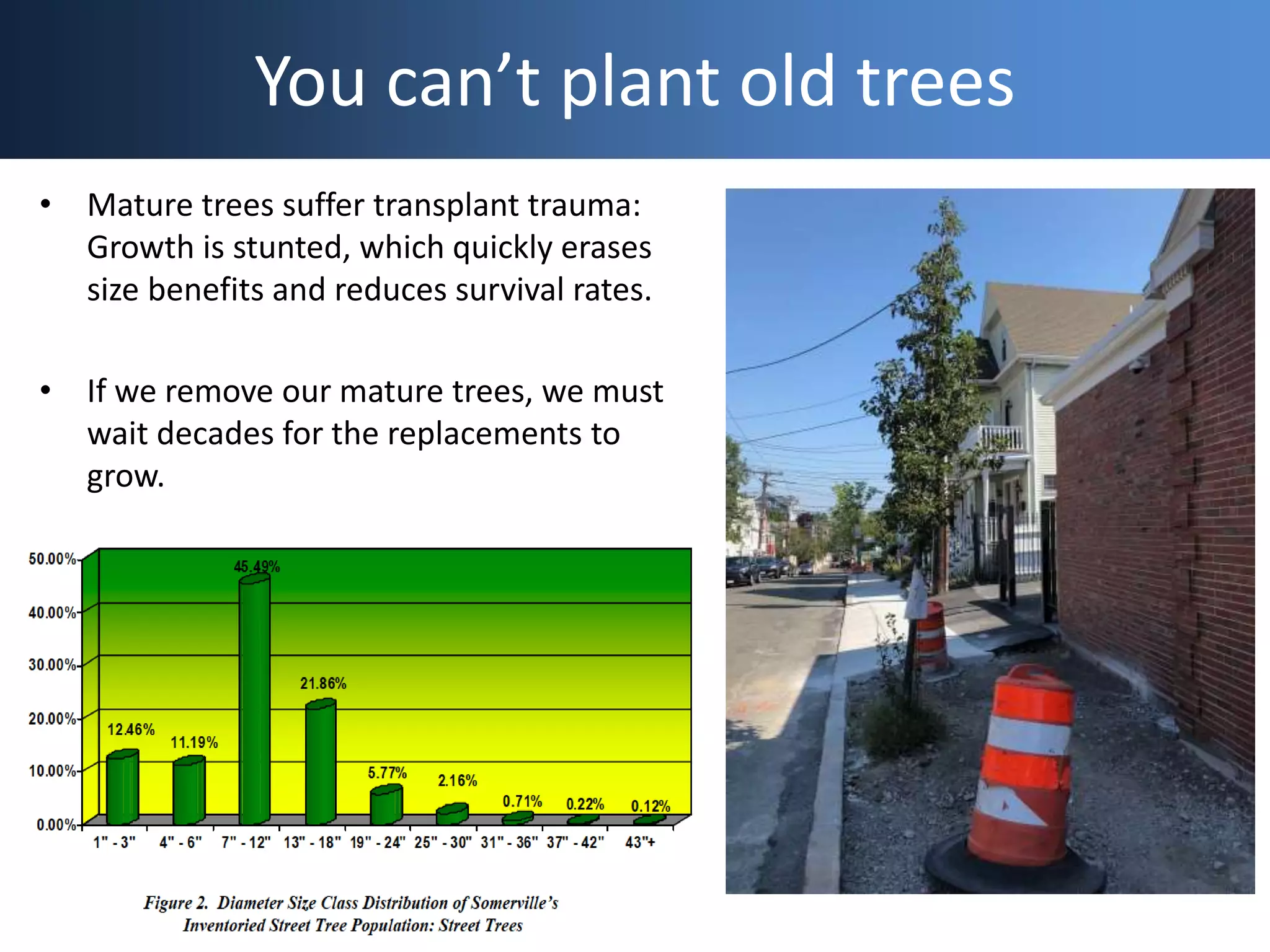 You can’t plant old trees
• Mature trees suffer transplant trauma:
Growth is stunted, which quickly erases
size benefits and reduces survival rates.
• If we remove our mature trees, we must
wait decades for the replacements to
grow.
 