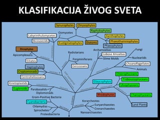 KLASIFIKACIJA ŽIVOG SVETA
Dinophytes
 