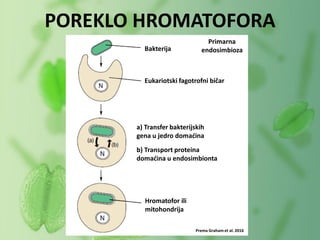 POREKLO HROMATOFORA
Bakterija
Eukariotski fagotrofni bičar
a) Transfer bakterijskih
gena u jedro domaćina
b) Transport proteina
domaćina u endosimbionta
Hromatofor ili
mitohondrija
Primarna
endosimbioza
Prema Graham et al. 2016
 