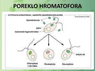 Cijanobakterija
Jedro
Rhodophyta Glaucophyta
ćelijski zid
Chlorophyta
i više biljke
a) Primarna endosimbioza - zajednički cijanobakterijski predak
POREKLO HROMATOFORA
Prema Graham et al. 2016
Eukariotski fagotrofni bičar
 