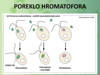 Chlorophyta
i više biljke
Glaucophyta Rhodophyta
b) Primarna endosimbioza - različiti cijanobakterijski preci
POREKLO HROMATOFORA
ćelijski zid
Prema Graham et al. 2016
 