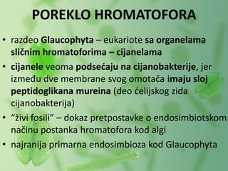 • razdeo Glaucophyta – eukariote sa organelama
sličnim hromatoforima – cijanelama
• cijanele veoma podsećaju na cijanobakterije, jer
između dve membrane svog omotača imaju sloj
peptidoglikana mureina (deo ćelijskog zida
cijanobakterija)
• “živi fosili” – dokaz pretpostavke o endosimbiotskom
načinu postanka hromatofora kod algi
• najranija primarna endosimbioza kod Glaucophyta
POREKLO HROMATOFORA
 