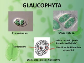 GLAUCOPHYTA
Glaucocystis sp.Cyanophora sp.
Shema građe cijanele Glaucophyta
3-slojni omotač cijanele
(murein središnji sloj)
tilakoidi sa fikobilizomima
na površini
karboksizom
 