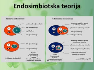 Endosimbiotska teorija
Primarna endosimbioza Sekundarna endosimbioza
N-jedro
M-mitohondrija
C-cijanobakterija
P-plastid
SM-spoljašnja membrana
UM-unutrašnja membrana
N-jedro
M-mitohondrija
P-plastid
SM-spoljašnja membrana
UM-unutrašnja membrana
membrana hranljive vakuole
SM cijanobakterije
UM cijanobakterije
peptidoglikan
SM cijanobakterije
UM cijanobakterije
SM cijanobakterije
UM cijanobakterije
plazmalema primarnog domaćina
membrana hranljive vakuole
sekundarnog domaćina
membrana hranljive vakuole
sekundarnog domaćina
plazmalema primarnog domaćina
citoplazma primarnog domaćina
međumembranski prostor
sekundarnog domaćina
Archibald & Keeling, 2003
Archibald & Keeling, 2003
 
