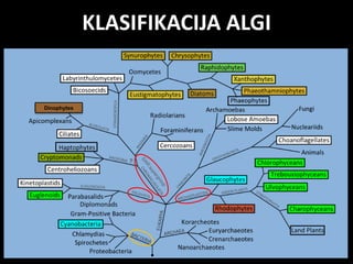 KLASIFIKACIJA ALGI
Dinophytes
 