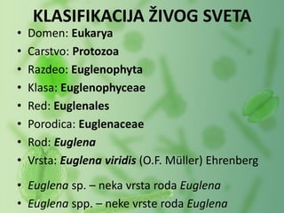 • Domen: Eukarya
• Carstvo: Protozoa
• Razdeo: Euglenophyta
• Klasa: Euglenophyceae
• Red: Euglenales
• Porodica: Euglenaceae
• Rod: Euglena
• Vrsta: Euglena viridis (O.F. Müller) Ehrenberg
• Euglena sp. – neka vrsta roda Euglena
• Euglena spp. – neke vrste roda Euglena
KLASIFIKACIJA ŽIVOG SVETA
 