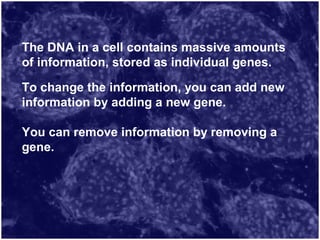 The DNA in a cell contains massive amounts
of information, stored as individual genes.
To change the information, you can add new
information by adding a new gene.
You can remove information by removing a
gene.
 