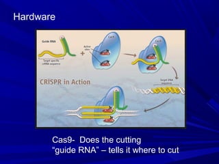 Hardware
Cas9- Does the cutting
“guide RNA” – tells it where to cut
 