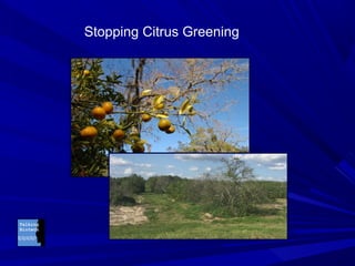 Stopping Citrus Greening
 