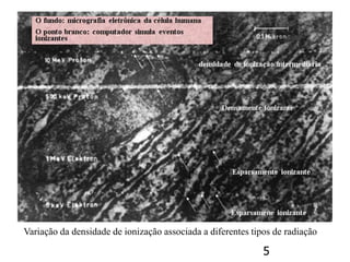 5
Variação da densidade de ionização associada a diferentes tipos de radiação
 