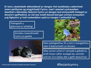 #llesiantcymru
Er bod y dystiolaeth ddiweddaraf yn dangos rhai tueddiadau cadarnhaol
mewn perthynas ag amgylchedd Cymru, mae'r asesiad cynhwysfawr
diwethaf o Adnoddau Naturiol Cymru yn dangos bod amrywiaeth biolegol yn
dirywio'n gyffredinol, ac nid oes modd dweud bod gan unrhyw ecosystem
yng Nghymru yr holl nodweddion sydd eu hangen i wrthsefyll hyn.
Ffynhonnell: Adroddiad Sefyllfa Adnoddau Naturiol
Amodau mawndiroedd
Cymru yn gwella
Poblogaeth y
glöynnod yn sefydlogi
Mae poblogaethau 35 y cant o rywogaethau
adar â blaenoriaeth yn dirywio
Mae canran uchel o’r nentydd a gafodd eu
profi mewn cyflwr ecolegol da, ond dim
ond am 13 o byllau dŵr y gellir dweud hyn
 