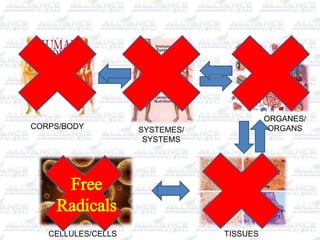 CORPS/BODY SYSTEMES/
SYSTEMS
ORGANES/
ORGANS
TISSUESCELLULES/CELLS
Free
Radicals
 