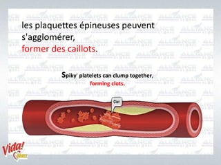 Spiky' platelets can clump together,
forming clots.
les plaquettes épineuses peuvent
s'agglomérer,
former des caillots.
 