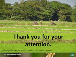 Rice farming in Myanmar: Effects of adoption of best management practices on livelihoods and food security of rural women