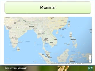 Rice farming in Myanmar: Effects of adoption of best management practices on livelihoods and food security of rural women