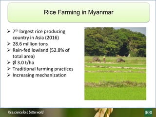 Rice farming in Myanmar: Effects of adoption of best management practices on livelihoods and food security of rural women