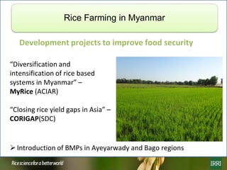 Rice farming in Myanmar: Effects of adoption of best management practices on livelihoods and food security of rural women